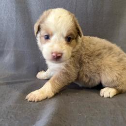 Dandelion - Red merle female Miniature Australian Shepherd puppy in Loretto, Tennessee from K Kountry Farm