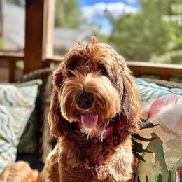 Colbie - Australian Labradoodle