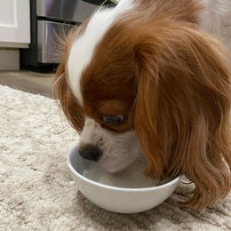 Cavalier King Charles Spaniels from Little Farm Pets