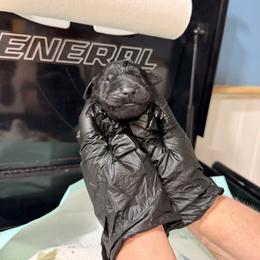 Seven - Black female Newfoundland puppy in Tully, New York from Bear Paw Newfoundlands