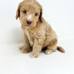 Jumba - Apricot male Goldendoodle puppy in Davison, Michigan from Dreaming Doodles
