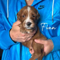 FINN - Red  male Goldendoodle puppy in Minneapolis, Minnesota from The Golden Roo