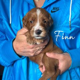 FINN - Red  male Goldendoodle puppy in Minneapolis, Minnesota from The Golden Roo