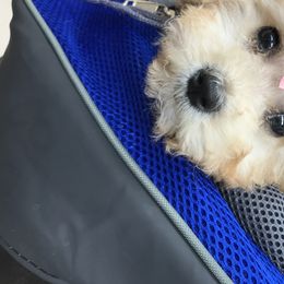 Fifi - Poodle