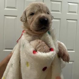 Olive Oil - Light golden female Golden Retriever puppy in Blaine, Washington from Freedom Retrievers