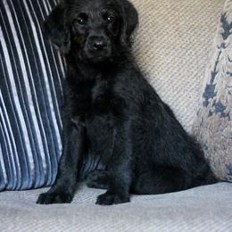 Labradoodle and Labrador Retriever Puppies from Moore than Dogs