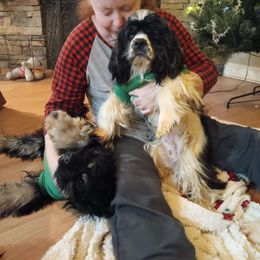 Britta Blue - Cocker Spaniel