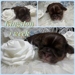 Kingston - Liver and white male Shih Tzu puppy in Coolidge, Arizona from Shih Tzu’s  ‘N’ Love