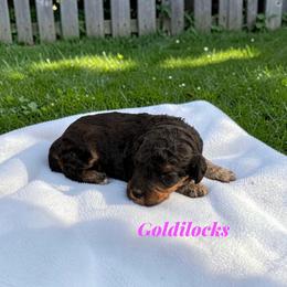Goldilocks - Sable female Poodle puppy in Ellenburg Center, New York from Kristin's Puppies