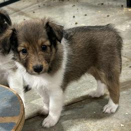 Peach - White and sable female Shetland Sheepdog puppy in Fontanelle, Iowa from Jensen Farms Shelties