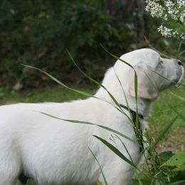 Golden Retrievers from Mapleleaf Goldens