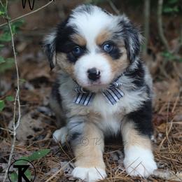 Winston- BMM2 - Blue merle male Toy Australian Shepherd puppy in Nacogdoches, Texas from TK Standard, Mini, & Toy Aussies