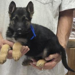 Boy 2 Blue - Black and tan male German Shepherd puppy in Lake George, Colorado from High Country German Shepherds