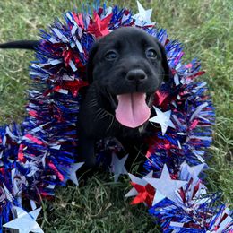 Labrador Retriever Puppies from Balanced Rock Retrievers