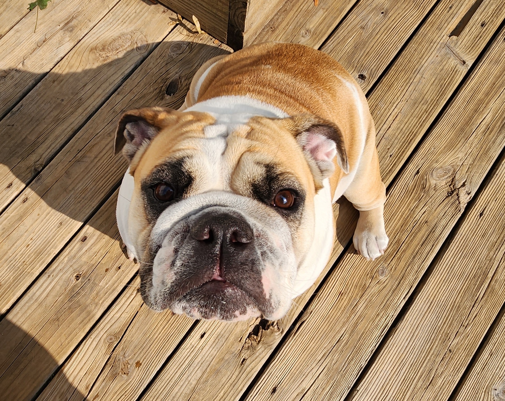 Winnie - Bulldog