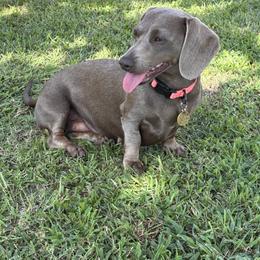 LB ( Little Bo-Peep) - Dachshund