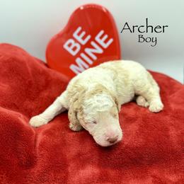 Archer - male Golden Mountain Doodle puppy in Rome, Georgia from Victoria’s Designer Doodles