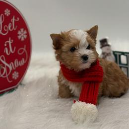 Jasper - Gold male Yorkshire Terrier puppy in Benton, Illinois from Furry Tailz Yorkies