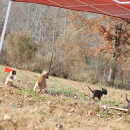 American Pit Bull Terrier and American Staffordshire Terrier Puppies from AptiBull Terriers
