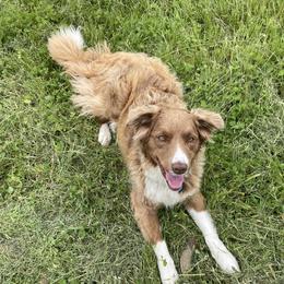 Mila - Border Collie