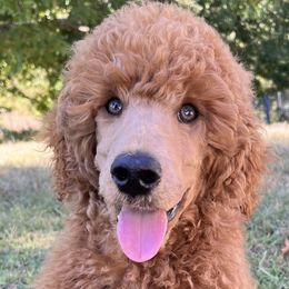 Michael (blue collar) - Red  Poodle puppy in Aurora, Missouri from High Standard Poodles