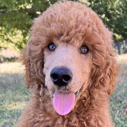 Michael (blue collar) - Red  Poodle puppy in Aurora, Missouri from High Standard Poodles
