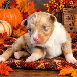 Finesse - Red merle female Australian Shepherd puppy in Fultonville, New York from Sandy Aussies, Mini Dachshunds & Pomeranians