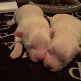 ASH - White male Maltese puppy in Prague, Oklahoma from Playful Paws Maltese and Maltipoos