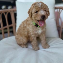 Cove - Red male Bernedoodle puppy in Loxahatchee, Florida from SR. Doodle pupps