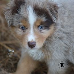 Australian Shepherd, Miniature American Shepherd, Miniature Australian Shepherd, and Toy Australian Shepherd Puppies from TK Standard, Mini, & Toy Aussies