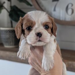 Macie - Blenheim female Cavalier King Charles Spaniel puppy in Stevens, Pennsylvania from Jodi's Cavalier King Charles Spaniels and Cavapoos