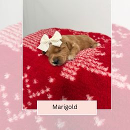 Marigold - Apricot female Goldendoodle puppy in Las Vegas, Nevada from Bridges Goldendoodles