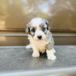 Molly - Blue merle female Miniature Australian Shepherd puppy in Louisville, Mississippi from Kristy’s Kennels
