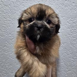 Sleepy - Red and tan male Shih Tzu puppy in Cabot, Arkansas from Borderland's Kennel