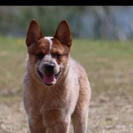 Queen Boy 3 - Red speckled male Australian Cattle Dog puppy in Monroe, Louisiana from The Sweet Kennels