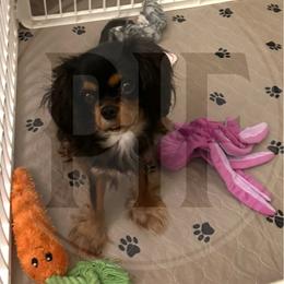 Benny - Black and tan male Cavalier King Charles Spaniel puppy in Elkton, Maryland from Pay it Forwood