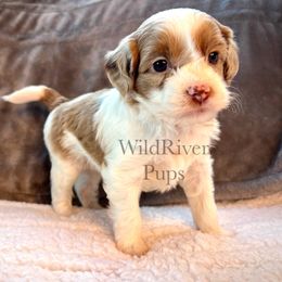 Aussiedoodle Puppies from WildRiver Pups