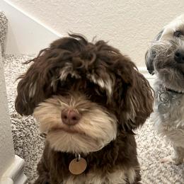Havanese from HillCountry Havanese