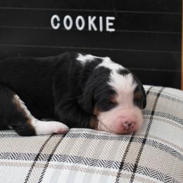 Girl 4 - female Bernedoodle puppy in Lancaster, Pennsylvania from Homestead Bernedoodles