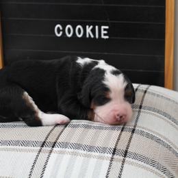 Girl 4 - female Bernedoodle puppy in Lancaster, Pennsylvania from Homestead Bernedoodles