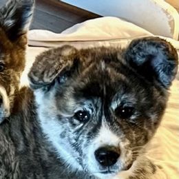 Japanese Akitainus from Corado's Pups