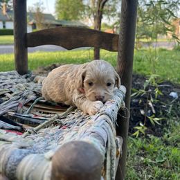 Cockapoo Puppies from East St. Poodles & Doodles