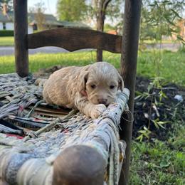 Cockapoo Puppies from East St. Poodles & Doodles