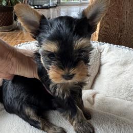 June - Black and gold female Yorkshire Terrier puppy in Ephrata, Pennsylvania from Heritage Yorkies