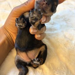 Taboo - Salt and pepper female Miniature Schnauzer puppy in Menifee, California from Moonshine’s Minis