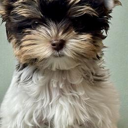 Malachi - Chocolate tan and white male Biewer Terrier puppy in Oklahoma from Rocky Oak Cavaliers & Biewer Terriers LLC