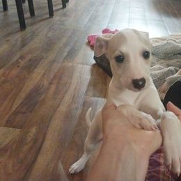 Christina - Fawn female Whippet puppy in New Port Richey, Florida from Trezlar Whippets