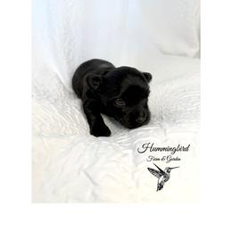 Yorkshire Terrier Puppies from Hummingbird Farm & Gardens