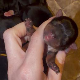 Rosie Belle Pink Collar AKC - Black and tan female Yorkshire Terrier puppy in Hope, Indiana from DJ Yorkies