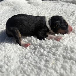 Mandy - Black tri female Miniature Australian Shepherd puppy in Signal Mountain, Tennessee from D & D Miniature and Toy Australian Sheppards